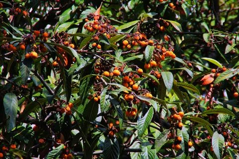 Fruits in the form of berries on a shrub Stock Illustration
