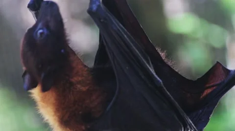 Fruits Fox licks wool Stock Footage 52376216