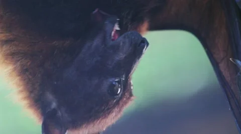 Fruits Fox licks wool Stock Footage 52376230