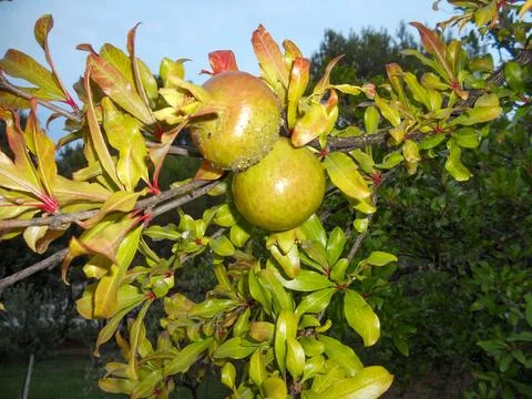 Fruits on green branches in sunlight Stock Photos
