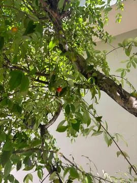 Fruits on a green tree Stock Photos