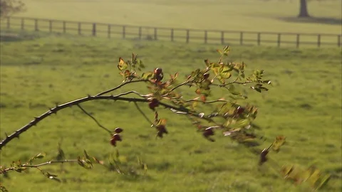 Fruits growing on a branch Stock Footage 87762323