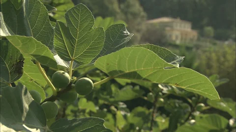Fruits growing on a fig tree in the sunshine Stock Footage 35803077