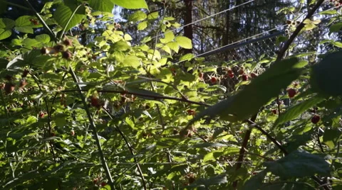 Fruits growing raspberryies Stock Footage 45875876