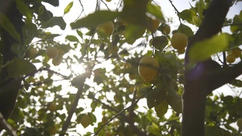 Fruits growing on tree Stock Footage 89973481
