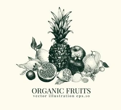 Fruits hand drawn vector illustration. Banner template. Retro engraved style Stock Illustration