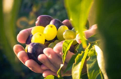 Fruits hands plums grapes light sun Stock Photos
