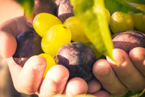 Fruits hands plums grapes light sun Stock Photos