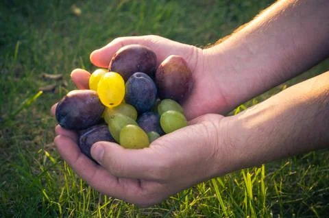 Fruits hands plums grapes light sun Foto stock