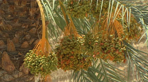 Fruits hanging from a Palm Tree Stock-Footage 57189490