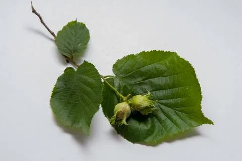 Fruits of hazelnut on a white background, summer gifts of the forest Stockfoto's