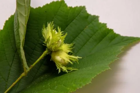 Fruits of hazelnut on a white background, summer gifts of the forest 写真素材