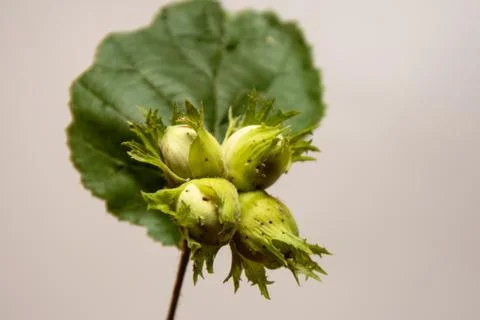 Fruits of hazelnut on a white background, summer gifts of the forest Fotos de archivo