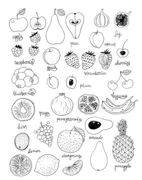 Fruits Stock Illustration