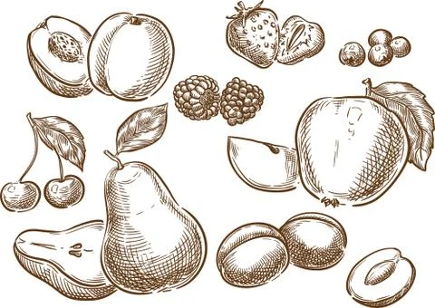Fruits. Stock Illustration