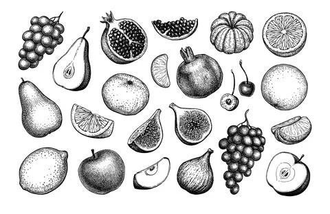 Fruits ink sketches. Stock Illustration