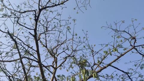 The Fruits of Kapok Tree Stock-Footage 311715537