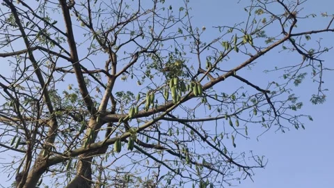 The Fruits of Kapok Tree Stock Footage 311715546