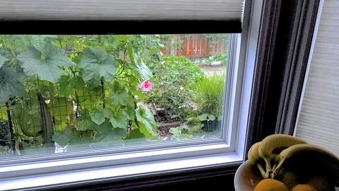 Fruits on the kitchen table with a view of the vegetable garden through the w Stock Photos