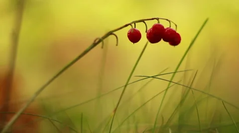 Fruits of lily of the valley on the stem Stock Footage 67578679