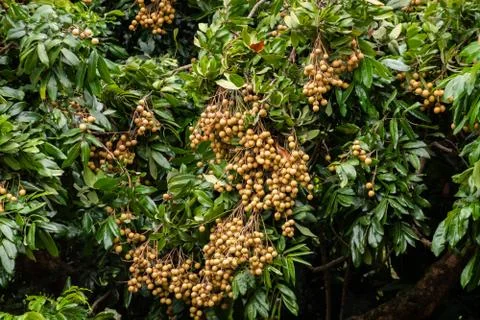 Fruits of logan in the trees Stock Photos