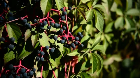 Fruits of maiden grapes Stock Footage 172524040