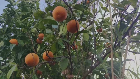 Fruits on a Mandarin Tree. Citrus sinensis (sweet orange group). Stock Footage 192729137