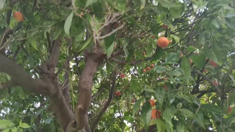 Fruits on a Mandarin Tree.  Stock Footage 192729439