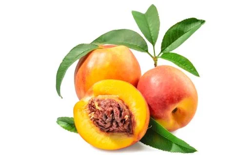 Fruits of nectarine 스톡 사진