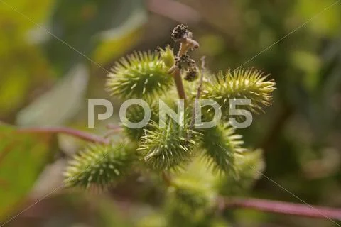Fruits of Noogoora burr, Xanthium occidentale Stock Photos