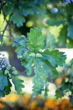 Fruits of the oak tree Stock Photos