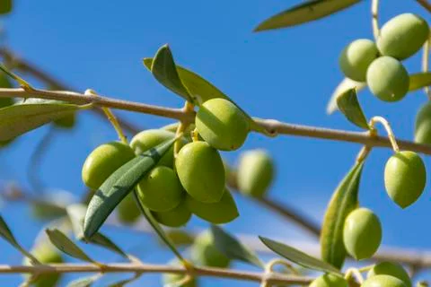 Fruits of the olive tree, in focus and blurry, on a branch of a plant Stock Photos