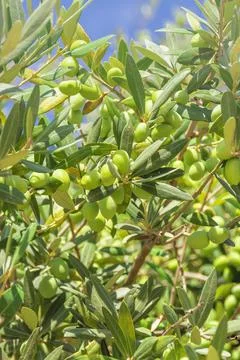 Fruits of the olive tree, in focus and blurry Stock Photos