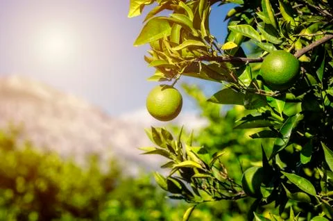 Fruits of oranges hanging on a tree. Stock Photos