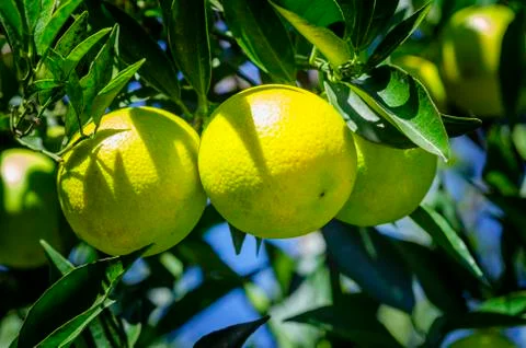 Fruits of oranges hanging on a tree. Stock Photos