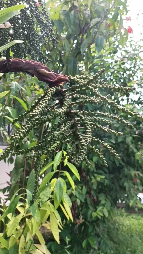 Fruits of palm Stock Footage 240638506