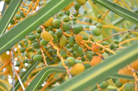 Fruits in a Palm Tree Foto stock