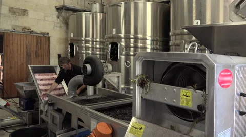 Fruits pass on the vibrating table 스톡 동영상 55411336