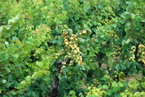 Fruits, peach on tree Stock Photos