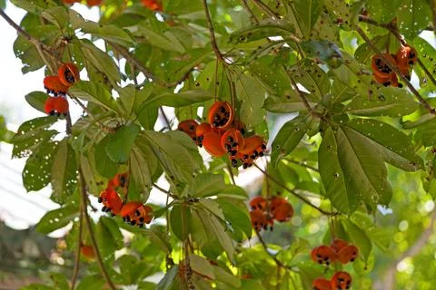 Fruits of the peanut tree Stock Photos