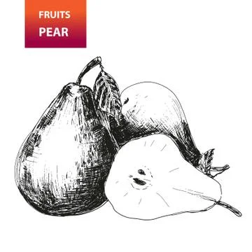 Fruits. pear Stock Illustration