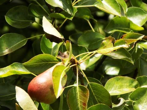 Fruits of pears on trees Stock Photos