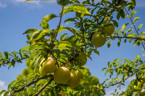 Fruits. Stock Photos