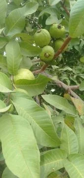 Fruits Stock Photos