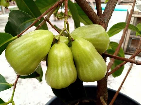Fruits Stock-Fotos