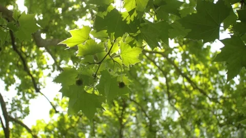 Fruits of the plane tree on a branch with leaves in the wind, in Bosnia Stock Footage 241606837