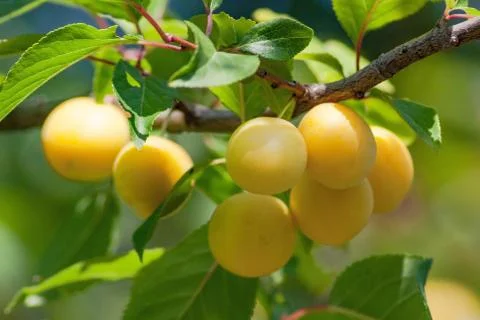 Fruits of plum tree on the tree. Stock Photos