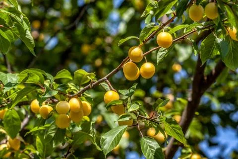 Fruits of plum tree on the tree. Stock Photos