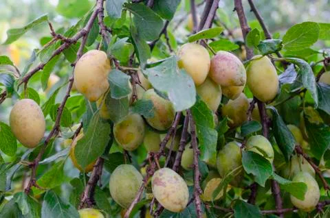Fruits of plum tree on the tree. Stock Photos