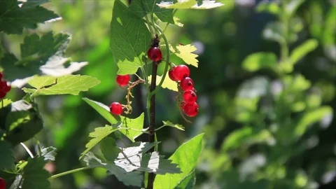 Fruits of red currant Stock Footage 72983037